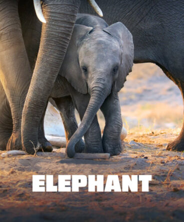 Elephant 1080p Türkçe Dublaj & Altyazılı İndir –…