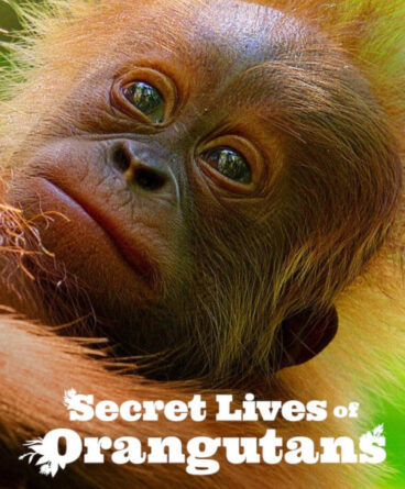Orangutanların Gizli Yaşamı 1080p Türkçe Dublaj &…